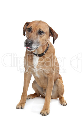 mixed breed dog