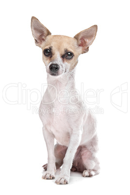 short haired chihuahua puppy