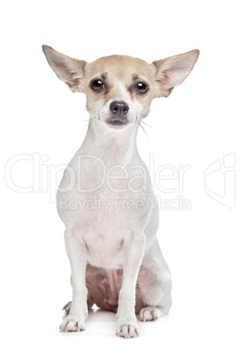 short haired chihuahua puppy