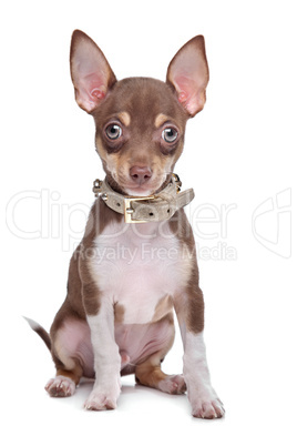 short haired chihuahua puppy