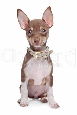 short haired chihuahua puppy