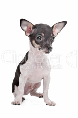 short haired chihuahua puppy