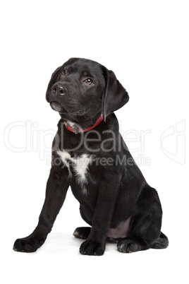 Black Labrador puppy