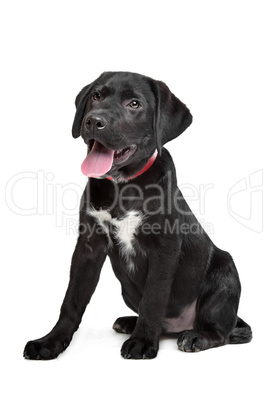 Black Labrador puppy