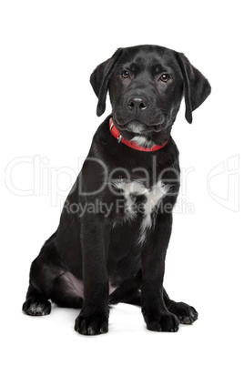 Black Labrador puppy