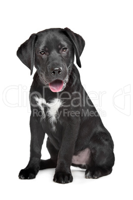 Black Labrador puppy