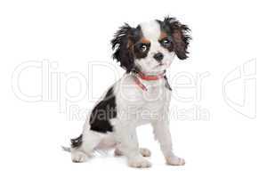 Cavalier King Charles Spaniel