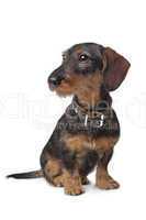 wire haired miniature Dachshund