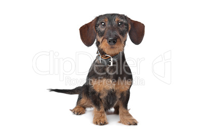 wire haired miniature Dachshund