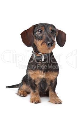 wire haired miniature Dachshund