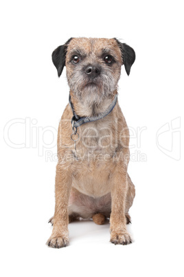 Border Terrier