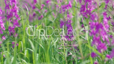 Purple Alpine Fireweed