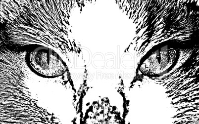 Vector cat face close up