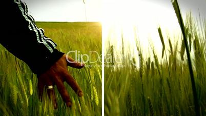 field of wheat_in_walking split-screen