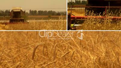 wheat harvesting split-screen