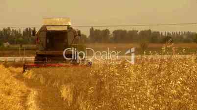 wheat harvesting