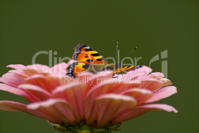 Bunter Schmetterling auf Blüte