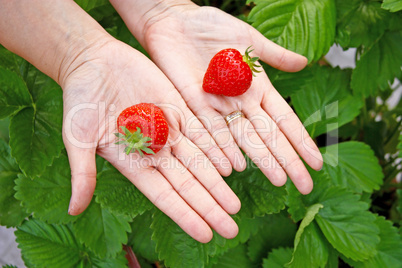 Strawberries on hands