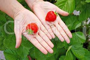 Strawberries on hands
