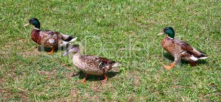 Three wild ducks in a walk
