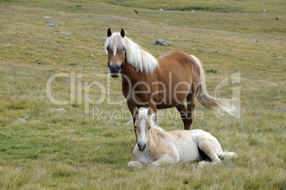 Haflinger