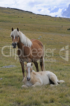 Haflinger