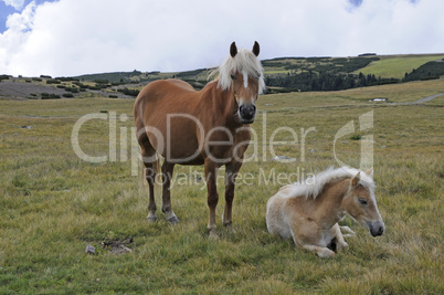 Haflinger