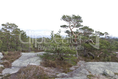 rural landscape with conifers in norway