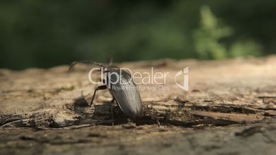 Large beetle crawls out of the tree