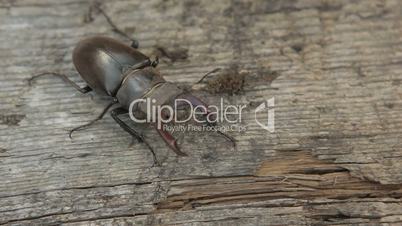 Stag beetle