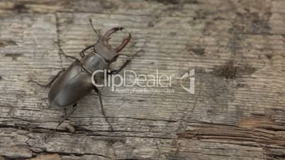 Movement of stag beetle in different directions