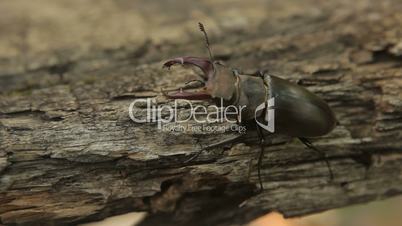 Stag beetle on a tree