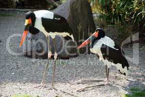 marabou stork - leptoptilos crumeniferus