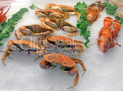 Snow crabs and lobsters on ice