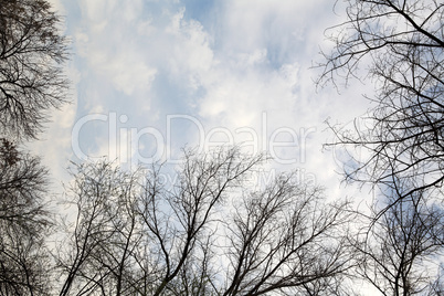 clouds behind the trees in the forest