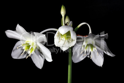 white Amazon lily flower on the black background (Eucharis grand