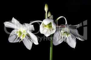 white Amazon lily flower on the black background (Eucharis grand
