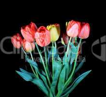 Blooming tulips on the black background