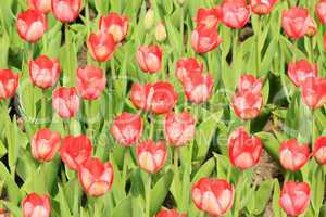 Red tulips blossom in summer on a green background