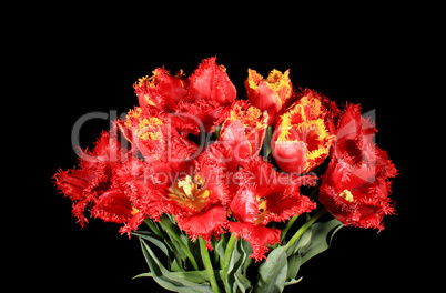 Blooming tulips on the black background