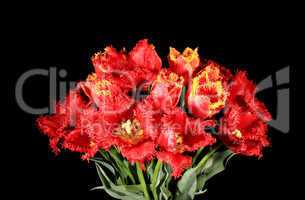 Blooming tulips on the black background