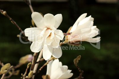 White magnolia blossom in summer on a green background