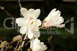 White magnolia blossom in summer on a green background