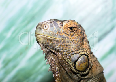 Iguana closeup
