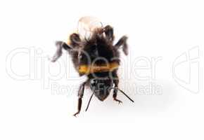 bumblebee handstand
