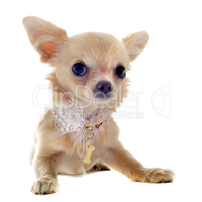 puppy chihuahua