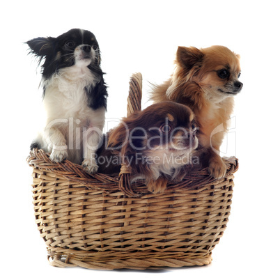 chihuahuas in basket