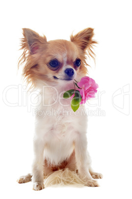 puppy chihuahua and flower