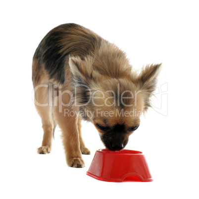 puppy chihuahua and food bowl