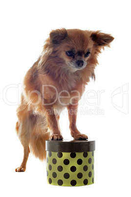 chihuahua and box